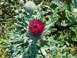 Big Sur 2010 044